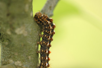 chenille