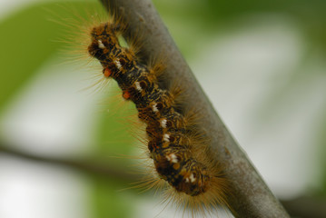 chenille