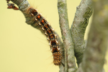 chenille