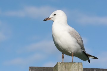 Fototapeta premium seagull sitting on post