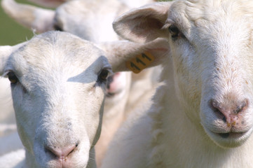 Obraz premium sheepish