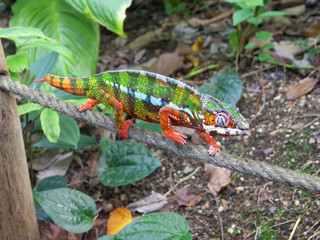 chameleon 04