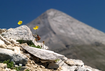 pirin mountain bulgaria - 3118930