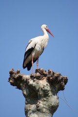 cigogne d'alsace