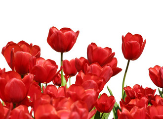 tulipes rouges sur fond blanc