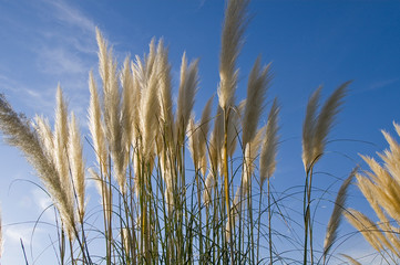 grass on sky