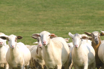 Fototapeta premium you have our attention