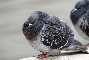 pigeon