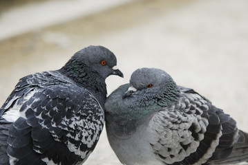 couple de pigeons