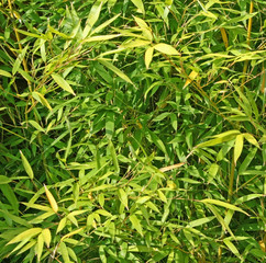 Obraz premium bamboo