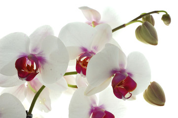 Plakat orchidée blanche et violette