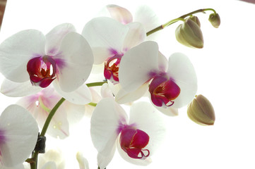 orchidée blanche et violette