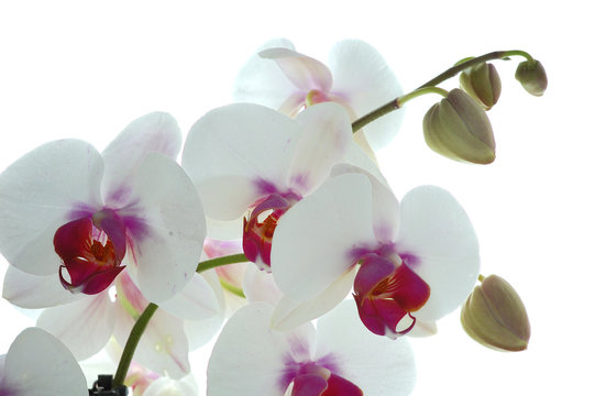 orchidée blanche et violette