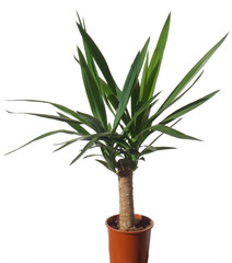 house palm (yucca)