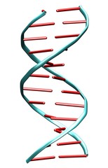 dna