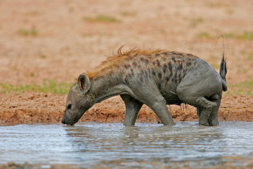 spotted hyena