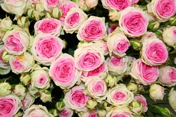 beautiful fowers