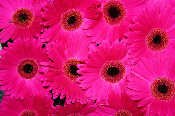 beautiful gerbera fowers