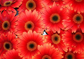 beautiful gerbera fowers