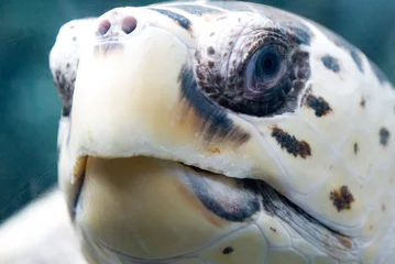 Fotobehang Schildpad zeeschildpad gezicht