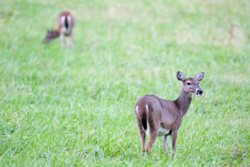 deer in a field