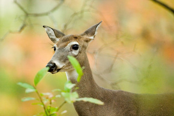 deer in fall colors