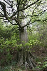 forest giant