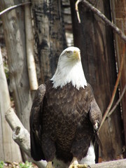 bald eagle