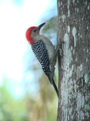 red bellied woodpecker