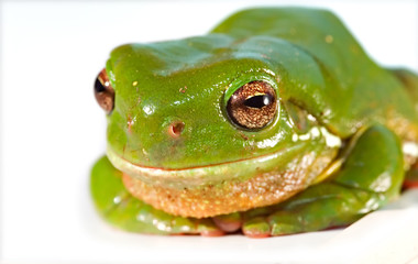 big green frog
