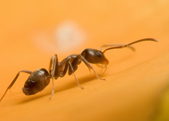 climbing ant
