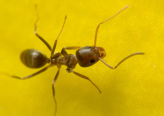 ant on a yellow flower