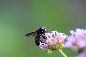carpenter bee