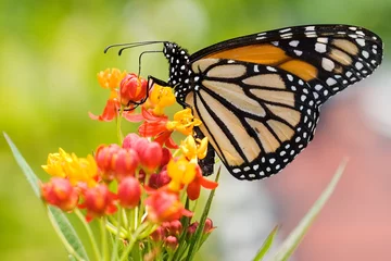 Deurstickers Vlinder monarchvlinders voeden
