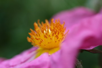 cistus