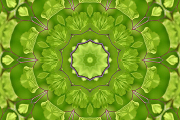 green fern kaleidoscope
