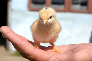 chick