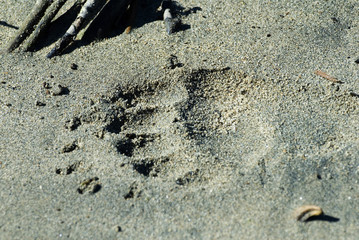 bear paw