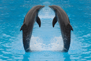 dolfijn tweeling