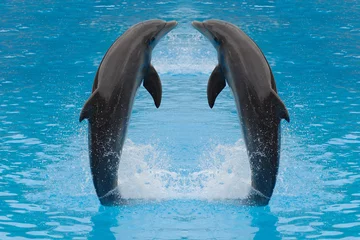 Abwaschbare Fototapete Delfin Delphin-Zwillinge
