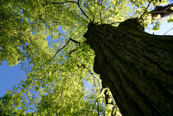 lime tree in springtime-look up