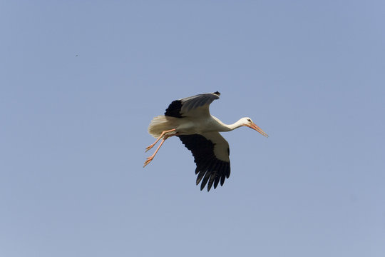 oiseaux 160