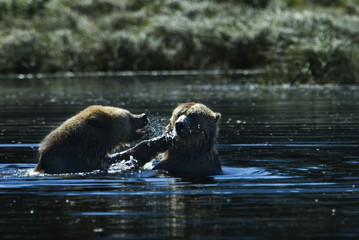 grizzly boxing in the water