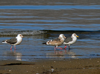 slaty-backed gulls 2
