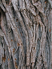 bark of tree 1