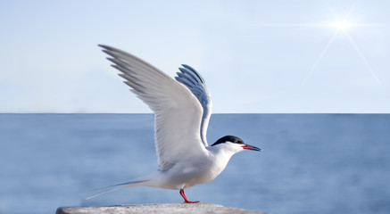 bird spread wings scream of joy at sun sea skyline