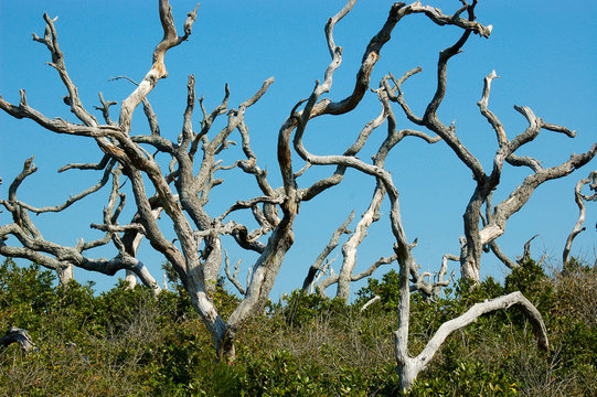 twisted trees