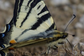 papillon machaon