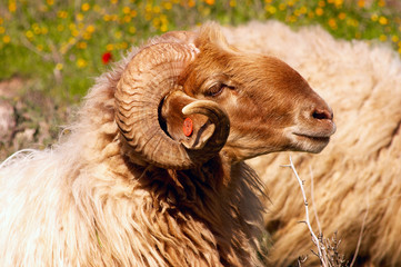 the ram
