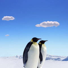 Fototapeta na wymiar pingwiny